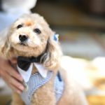 【東京】ペットと一緒に結婚式がしたい！挙式だけ？披露宴まで？ペットが参加できる会場をご紹介記事サムネイル