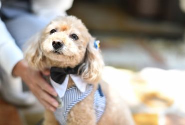 【東京】ペットと一緒に結婚式ができる会場をご紹介！挙式・披露宴のやり方も解説