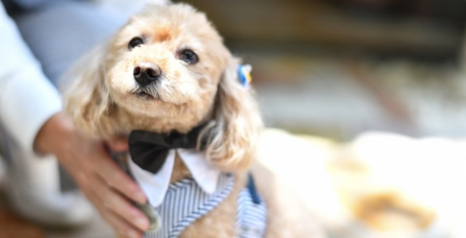 【東京】ペットと一緒に結婚式ができる会場をご紹介！挙式・披露宴のやり方も解説