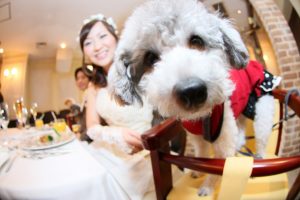 愛犬・ペットと一緒に結婚式・披露宴をしたい！必要なこととは？