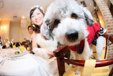 愛犬・ペットと一緒に結婚式・披露宴をしたい！必要なこととは？
