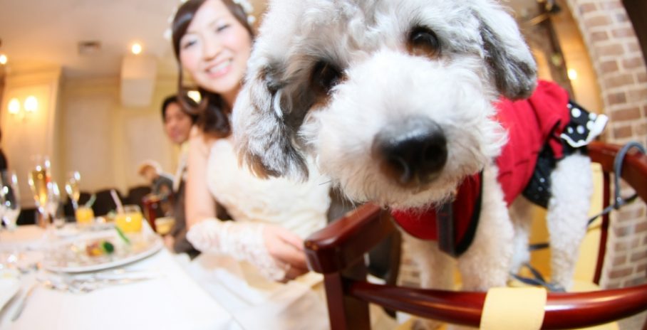 愛犬・ペットと一緒に結婚式・披露宴をしたい！必要なこととは？