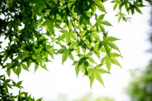 夏の軽井沢